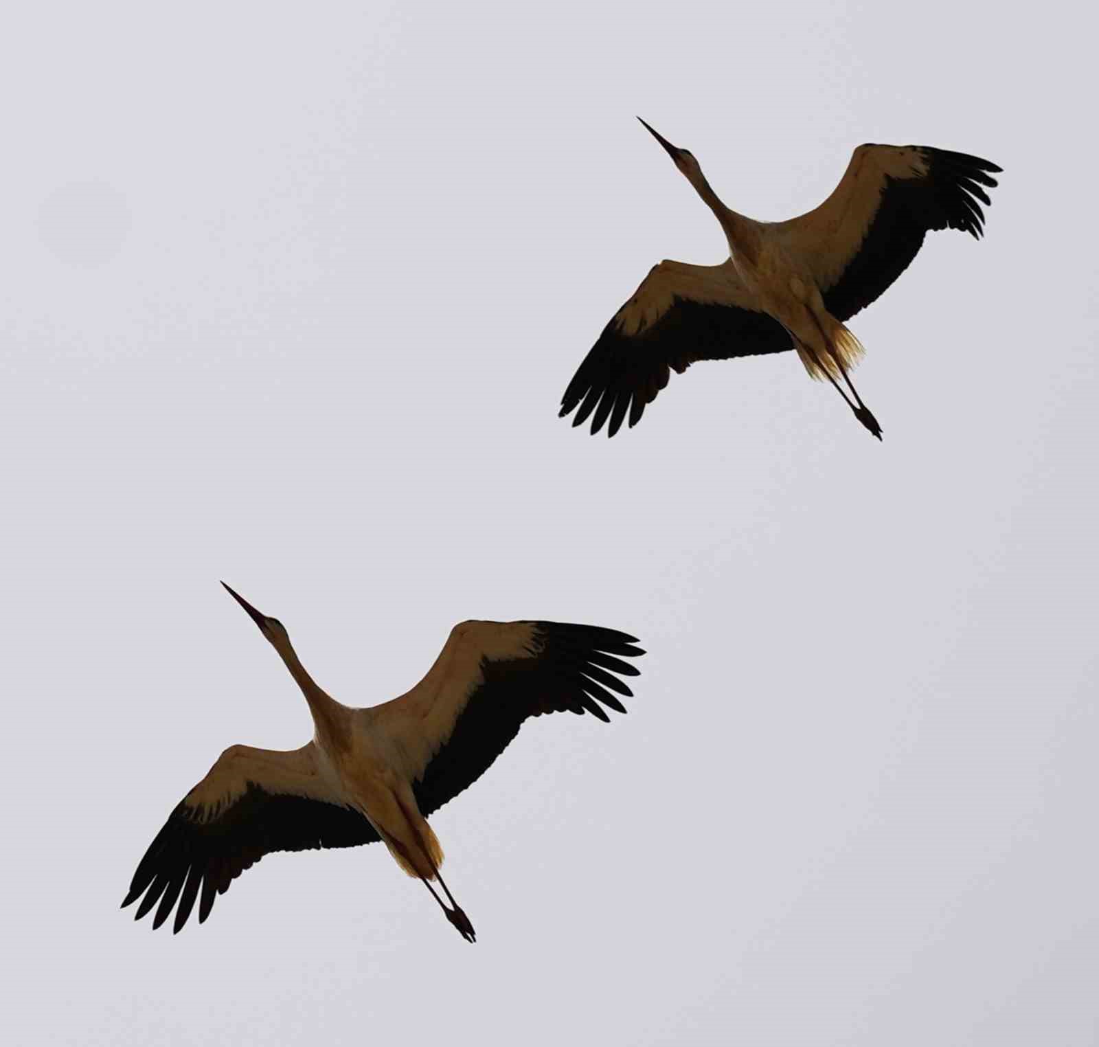 Göç yolculuğunu tamamlayan leylekler, martılarla aynı alanda buluştu
