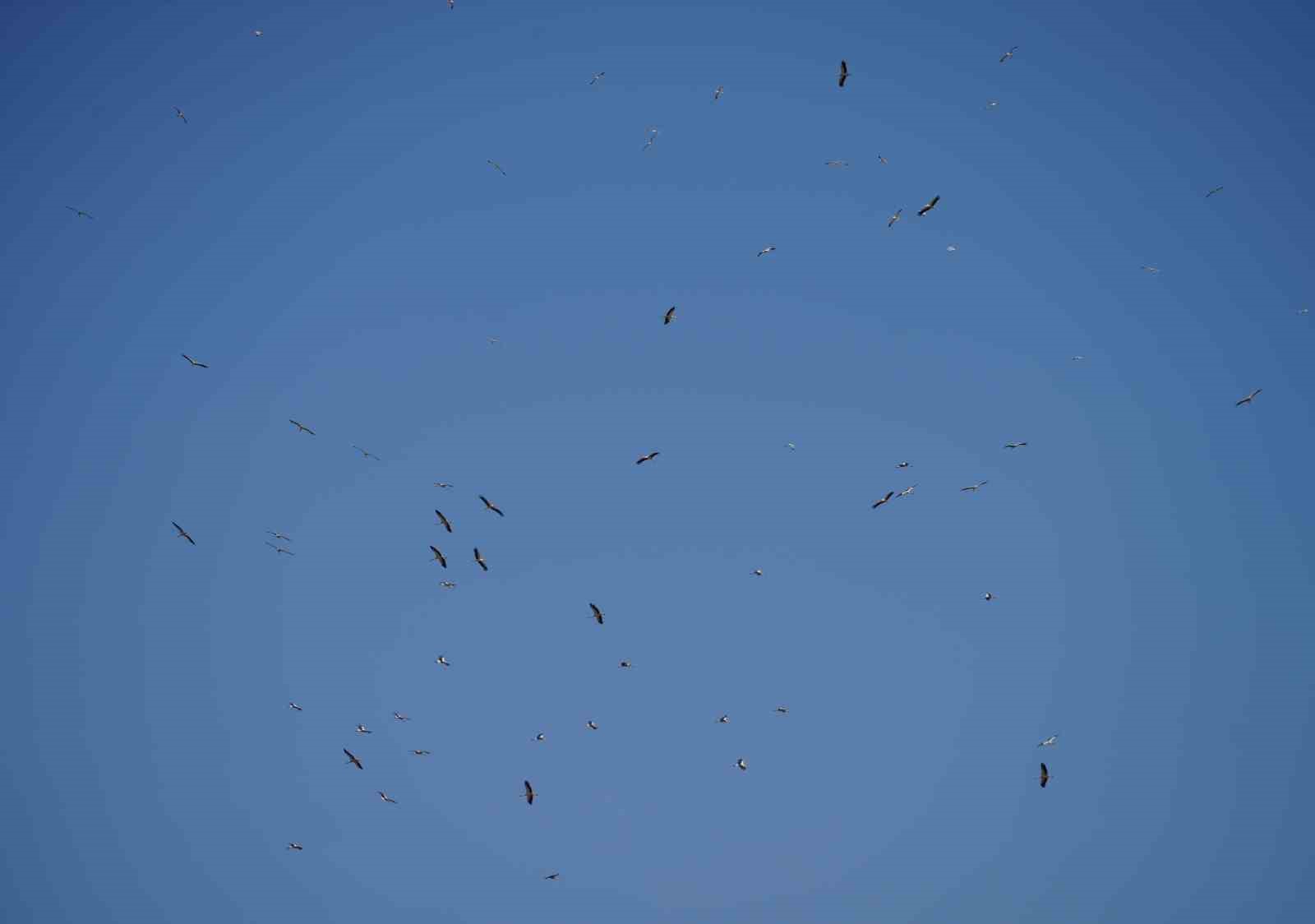 Göç yolculuğunu tamamlayan leylekler, martılarla aynı alanda buluştu
