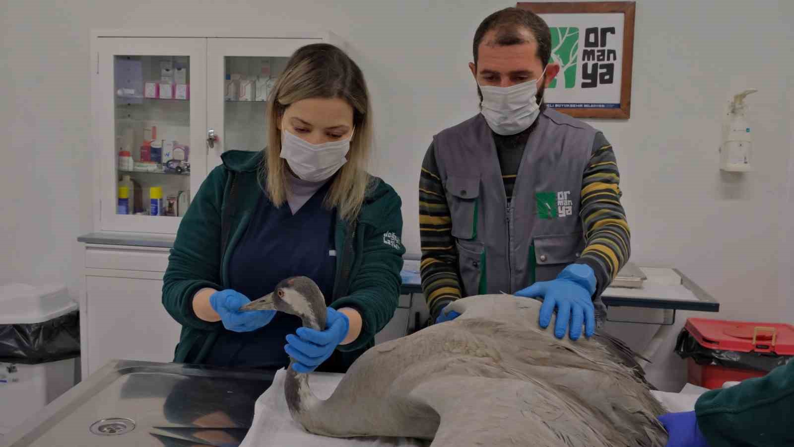 Göç yolunda yaralanan bayağı turnanın tedavisi Ormanya’da sürüyor
