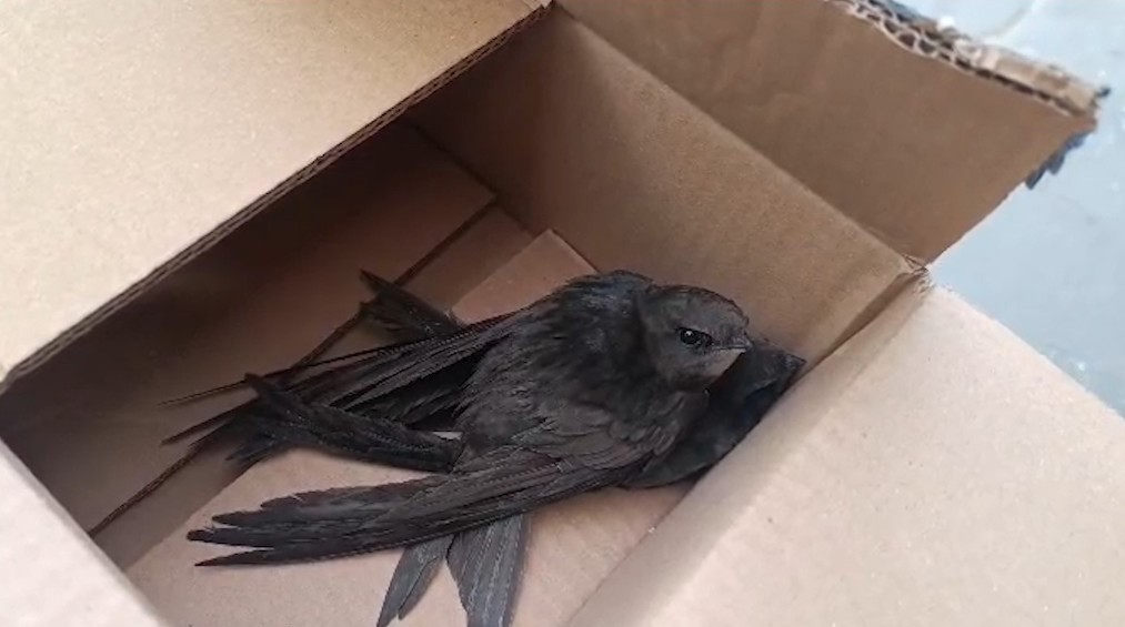 Göç yolunda yorgun düşen Ebabil kuşlarına polisten yürek ısıtan şefkat
Göç yolunda yorgun düşen Ebabil kuşlarına polisten yürek ısıtan şefkat