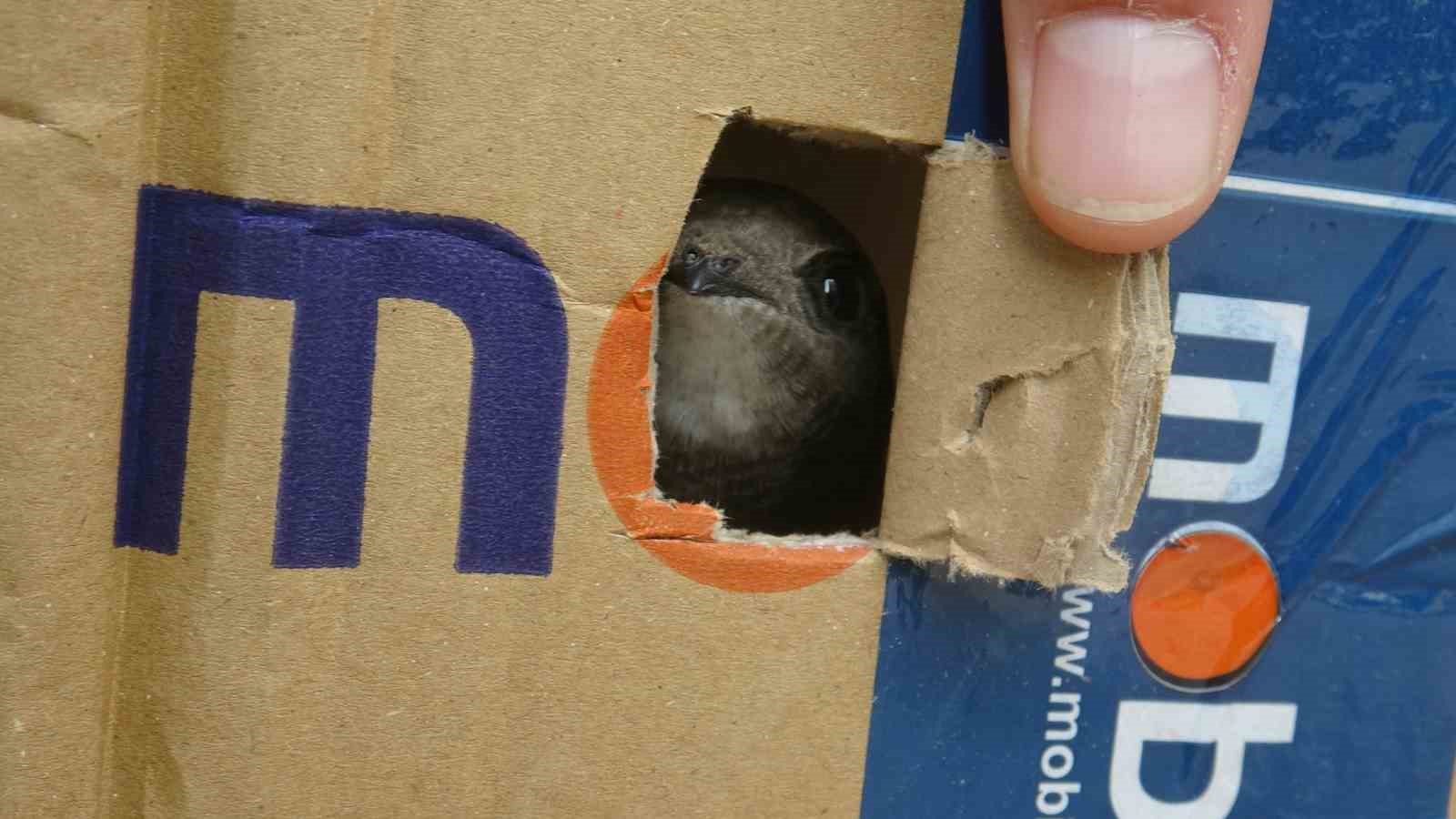 Göç yolunda yorgun düşen Ebabil kuşlarına polisten yürek ısıtan şefkat
Göç yolunda yorgun düşen Ebabil kuşlarına polisten yürek ısıtan şefkat