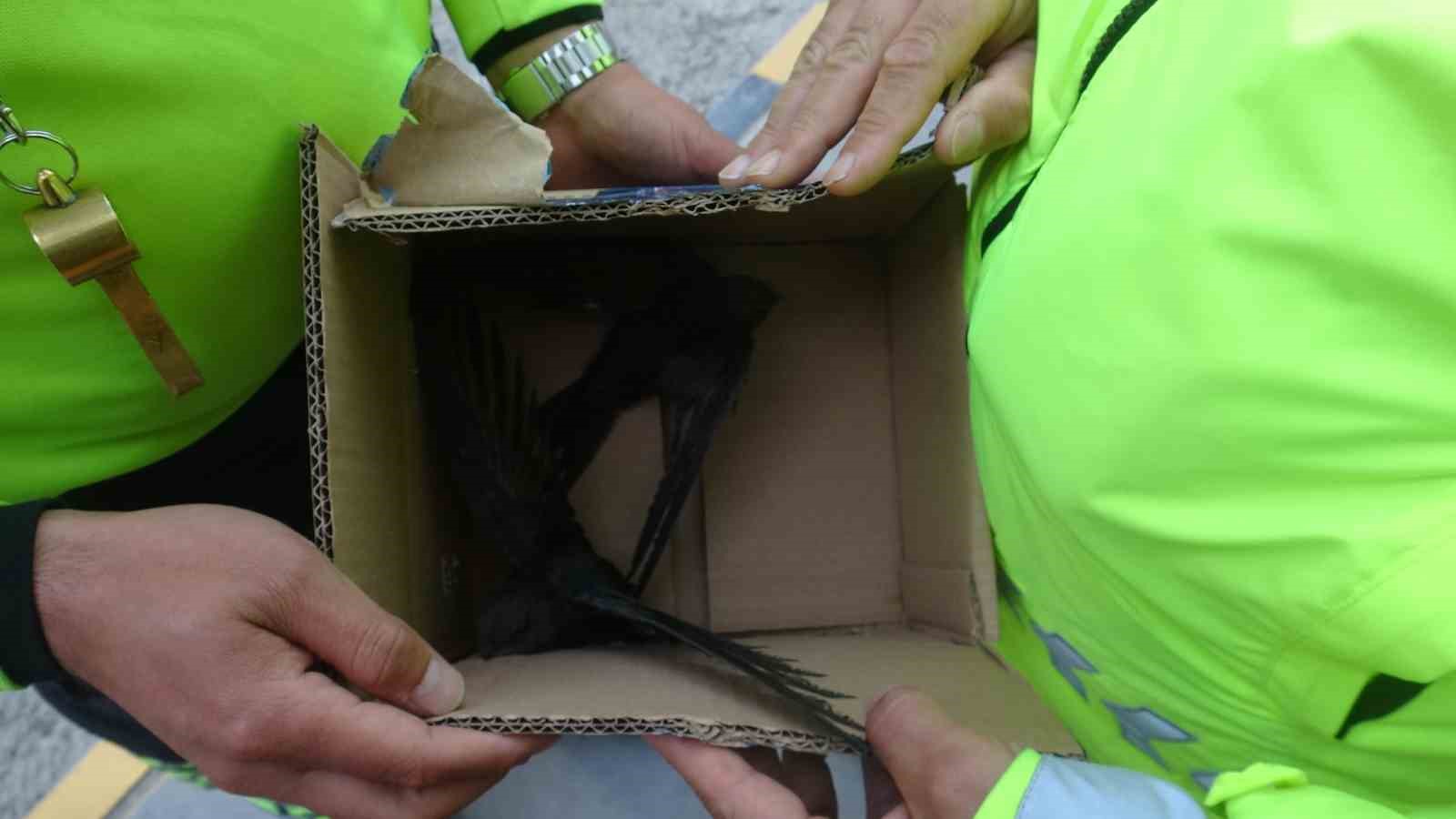 Göç yolunda yorgun düşen Ebabil kuşlarına polisten yürek ısıtan şefkat
Göç yolunda yorgun düşen Ebabil kuşlarına polisten yürek ısıtan şefkat