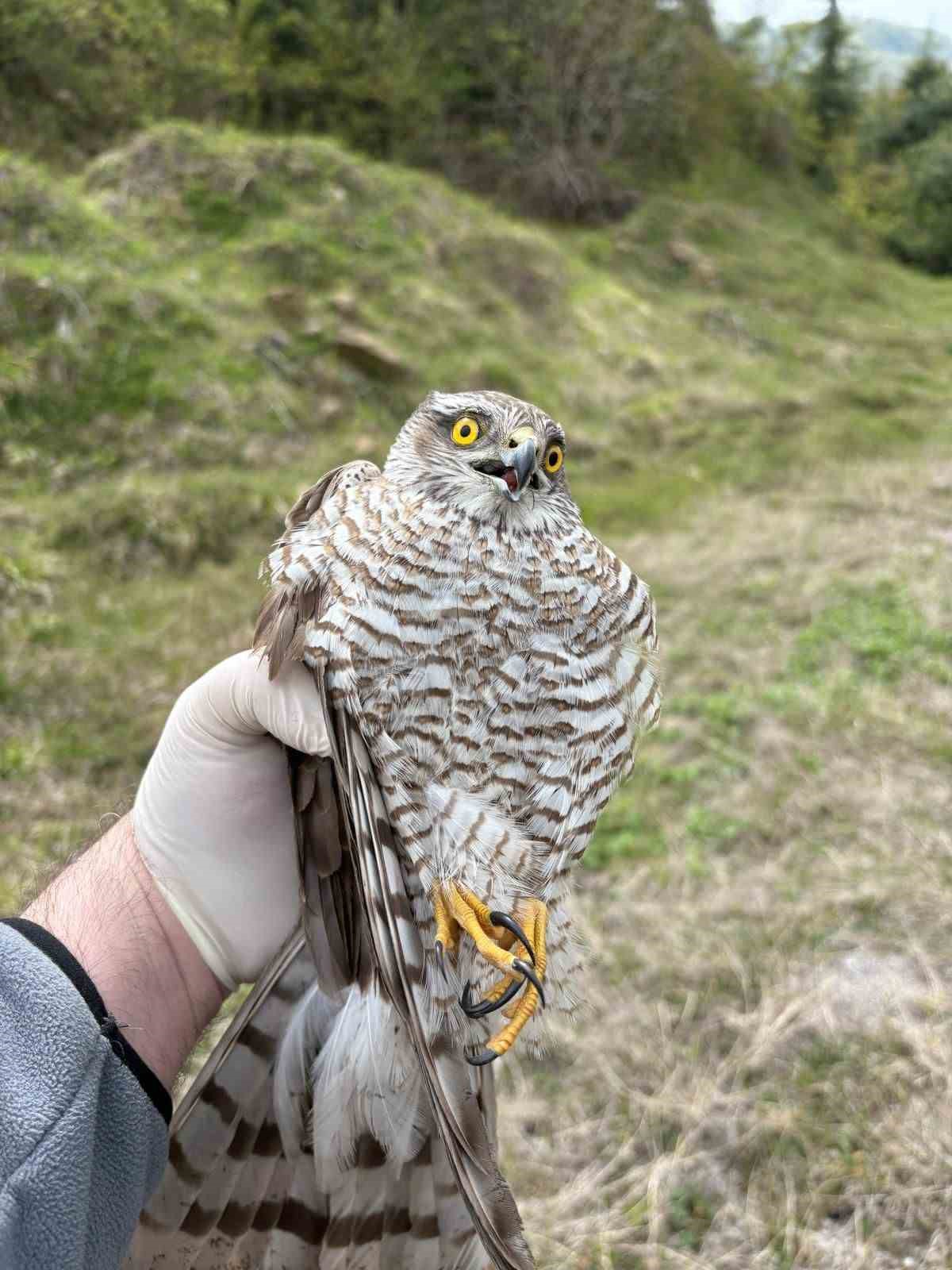 Göç yolunda yorgun düşen hayvanların yardımına köylüler yetişiyor
