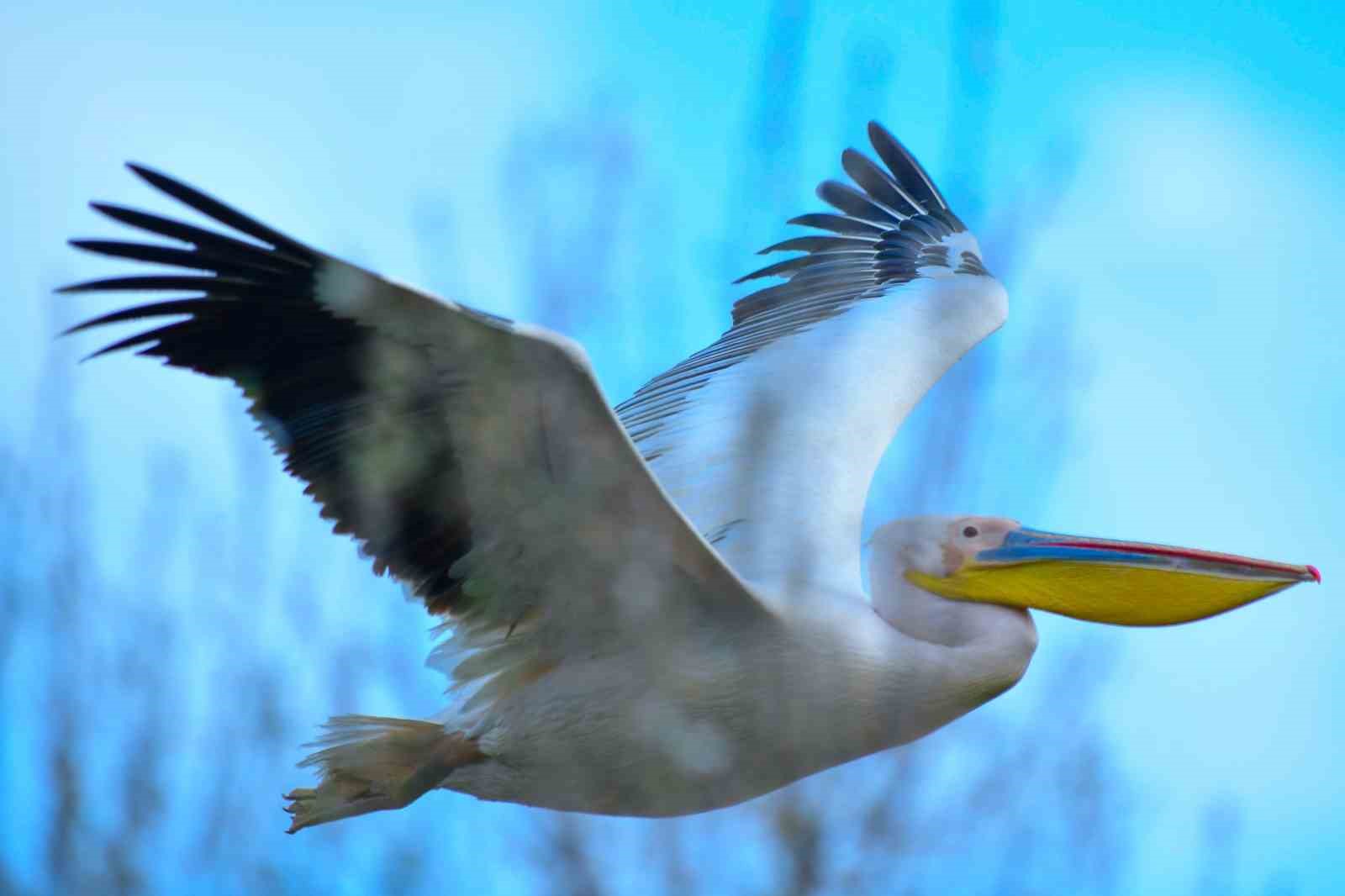 Göç yolundaki pelikan sürüsünün Bursa molası
