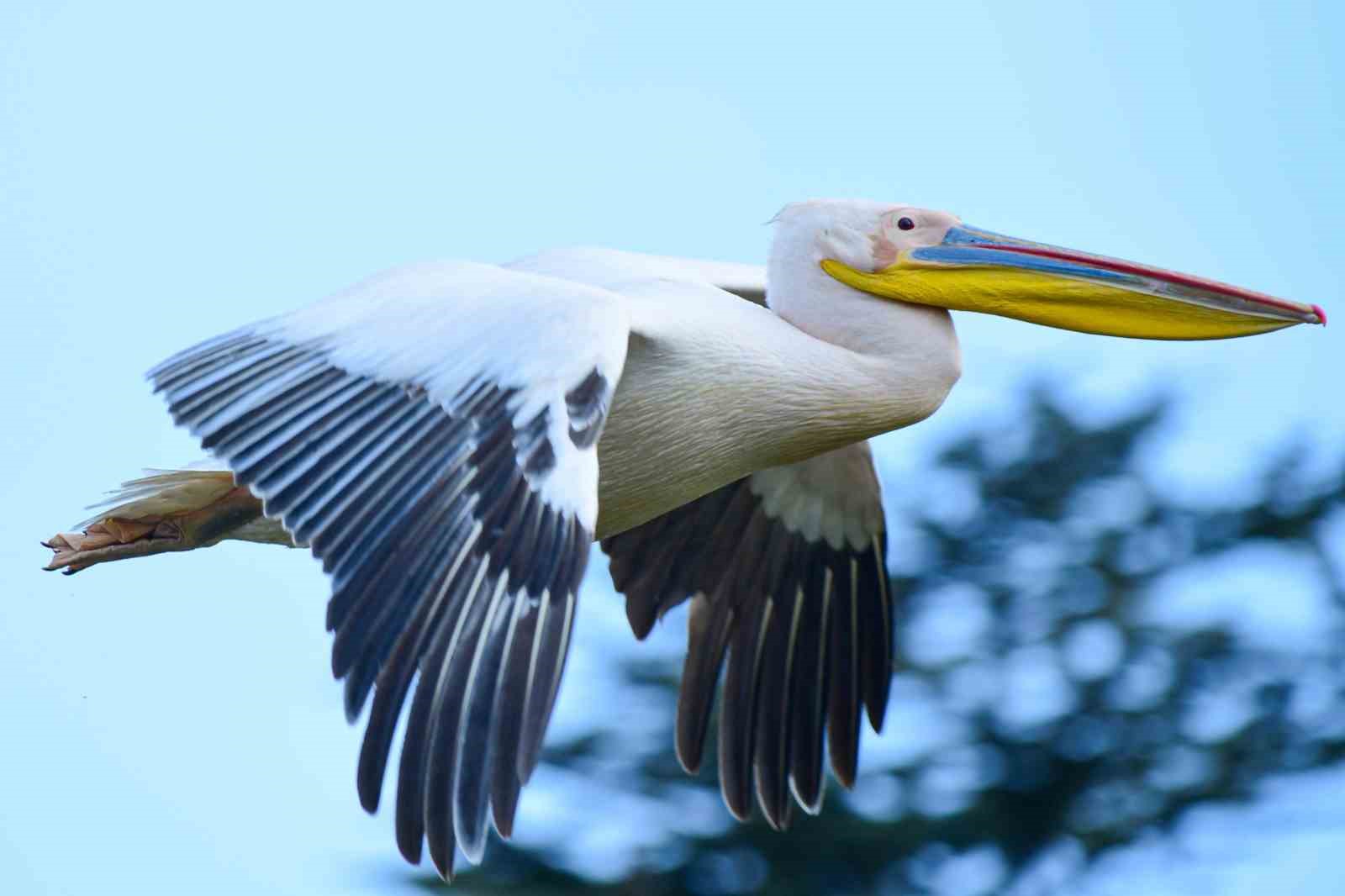 Göç yolundaki pelikan sürüsünün Bursa molası
