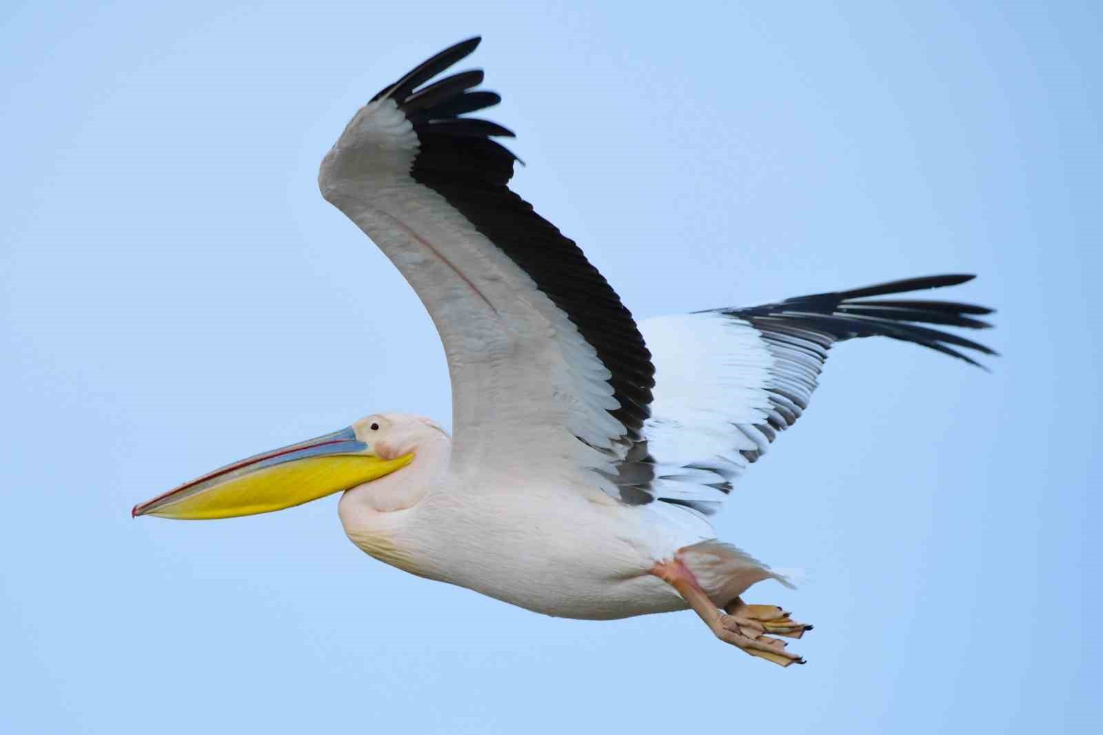Göç yolundaki pelikan sürüsünün Bursa molası
