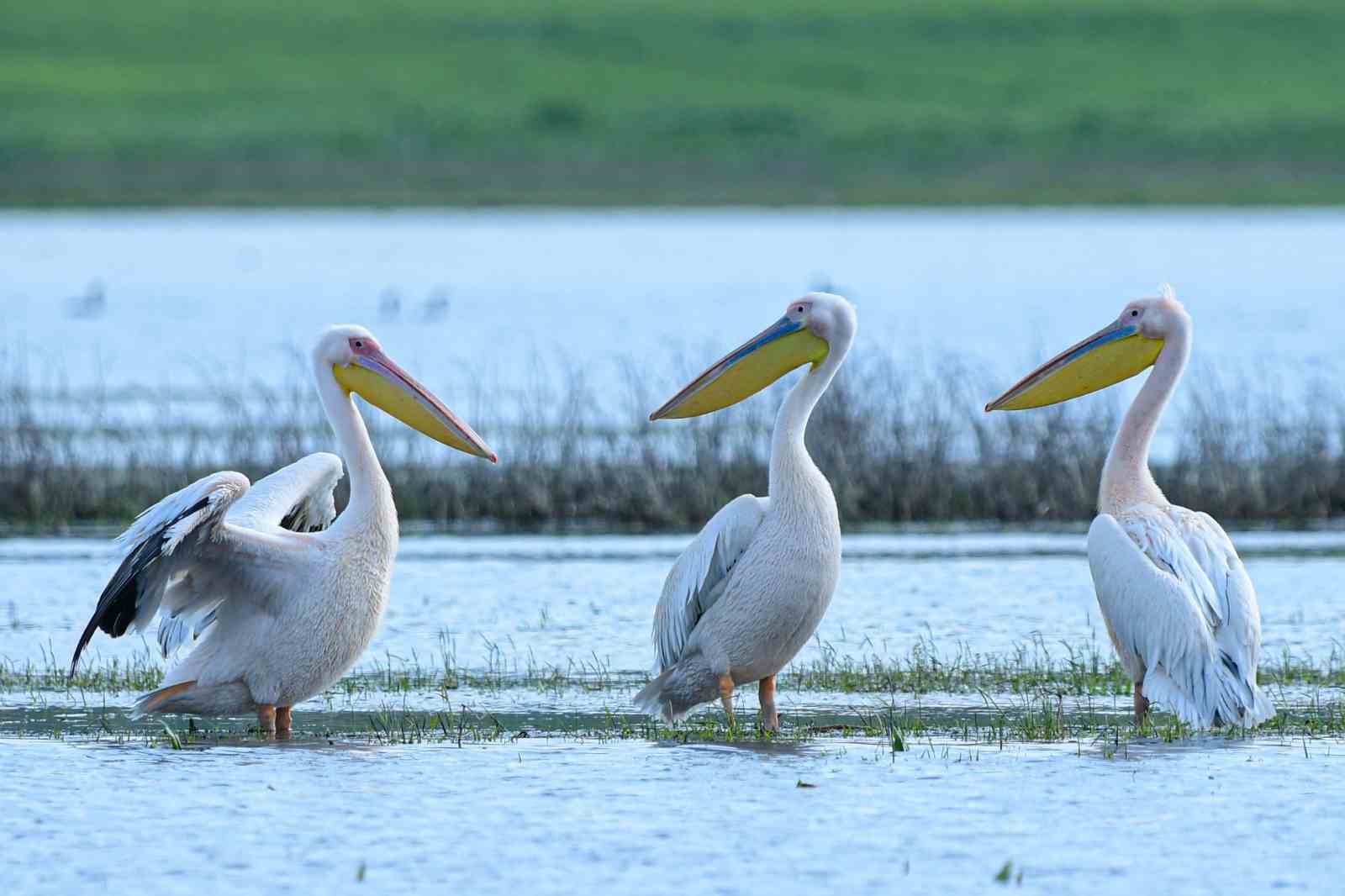 Göç yolundaki pelikan sürüsünün Bursa molası
