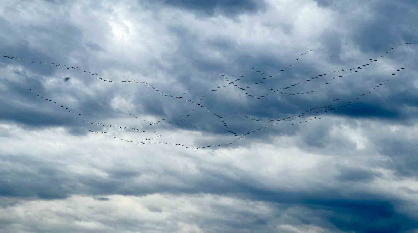 Göç yolundaki pelikan sürüsünün Bursa molası
