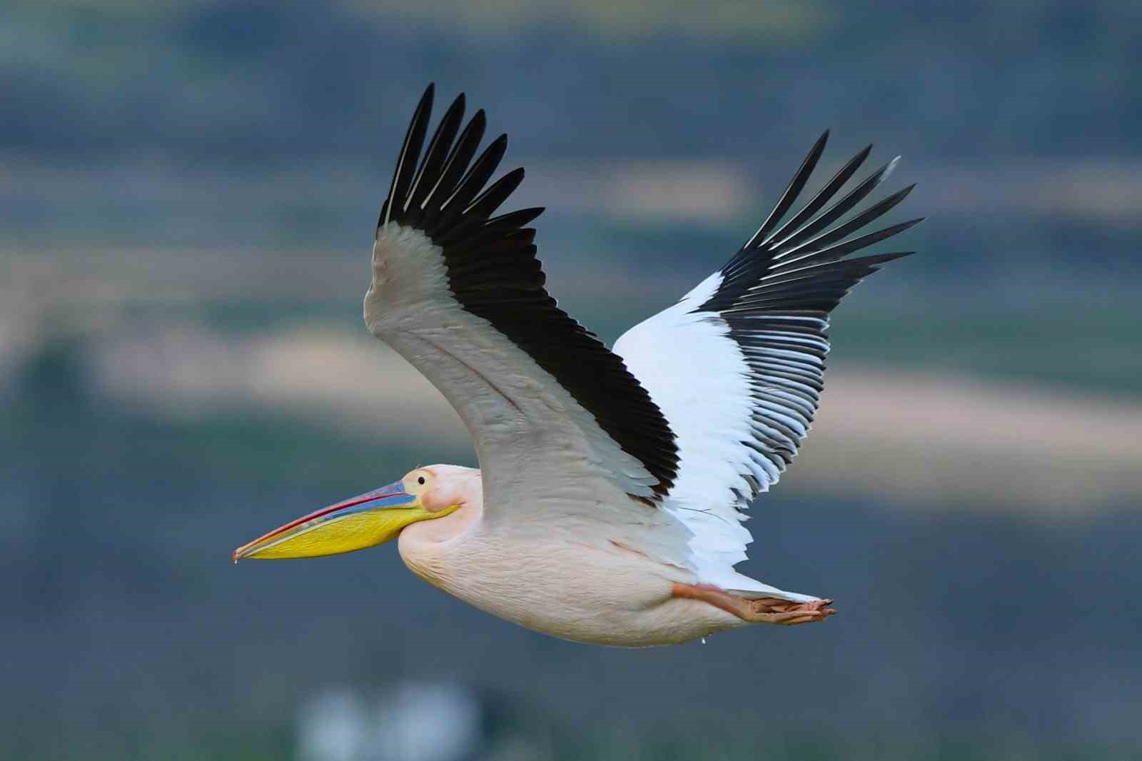 Göç yolundaki pelikan sürüsünün Bursa molası
