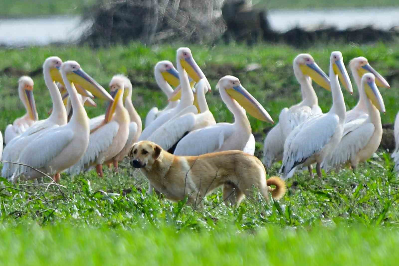 Göç yolundaki pelikan sürüsünün Bursa molası
