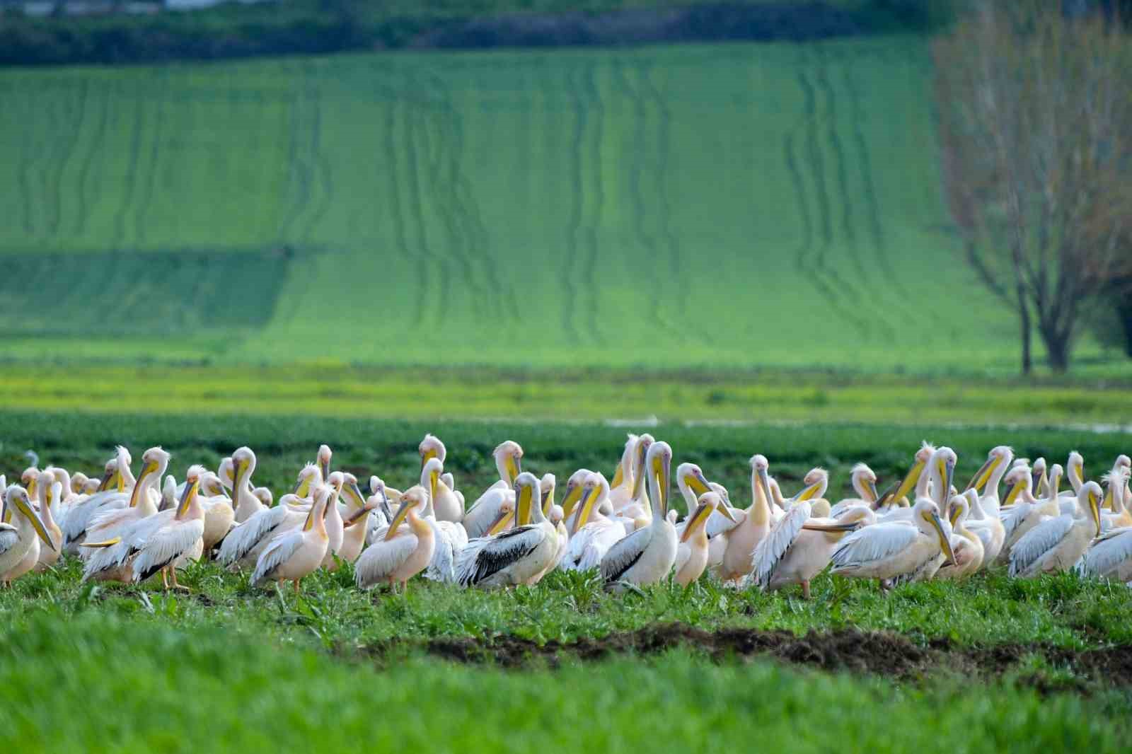 Göç yolundaki pelikan sürüsünün Bursa molası
