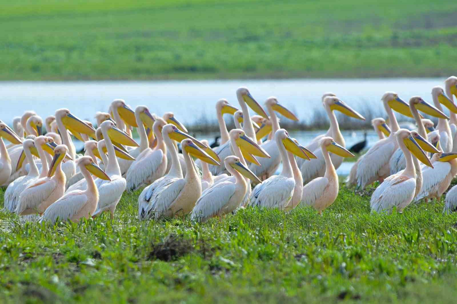Göç yolundaki pelikan sürüsünün Bursa molası
