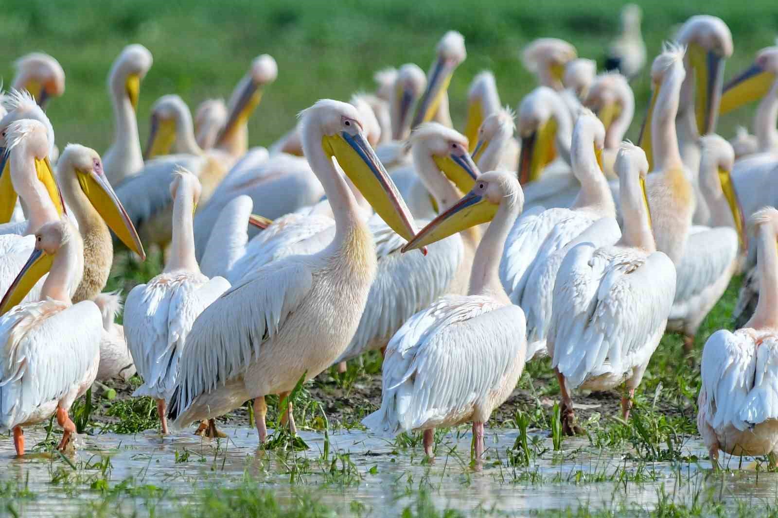 Göç yolundaki pelikan sürüsünün Bursa molası
