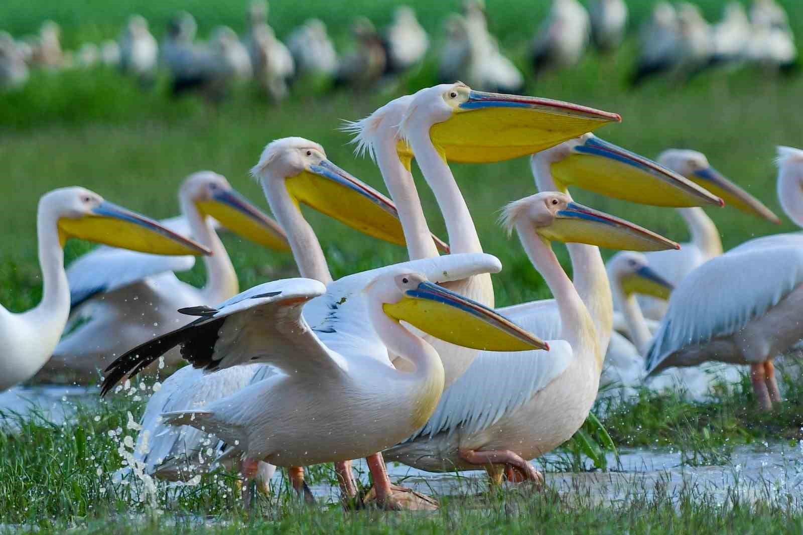 Göç yolundaki pelikan sürüsünün Bursa molası
