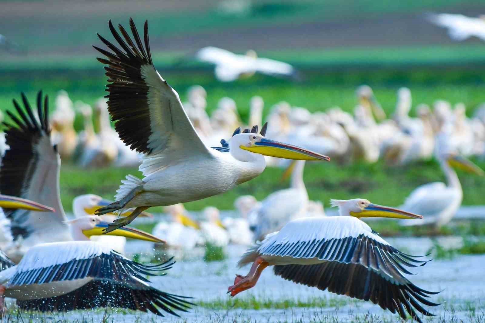 Göç yolundaki pelikan sürüsünün Bursa molası
