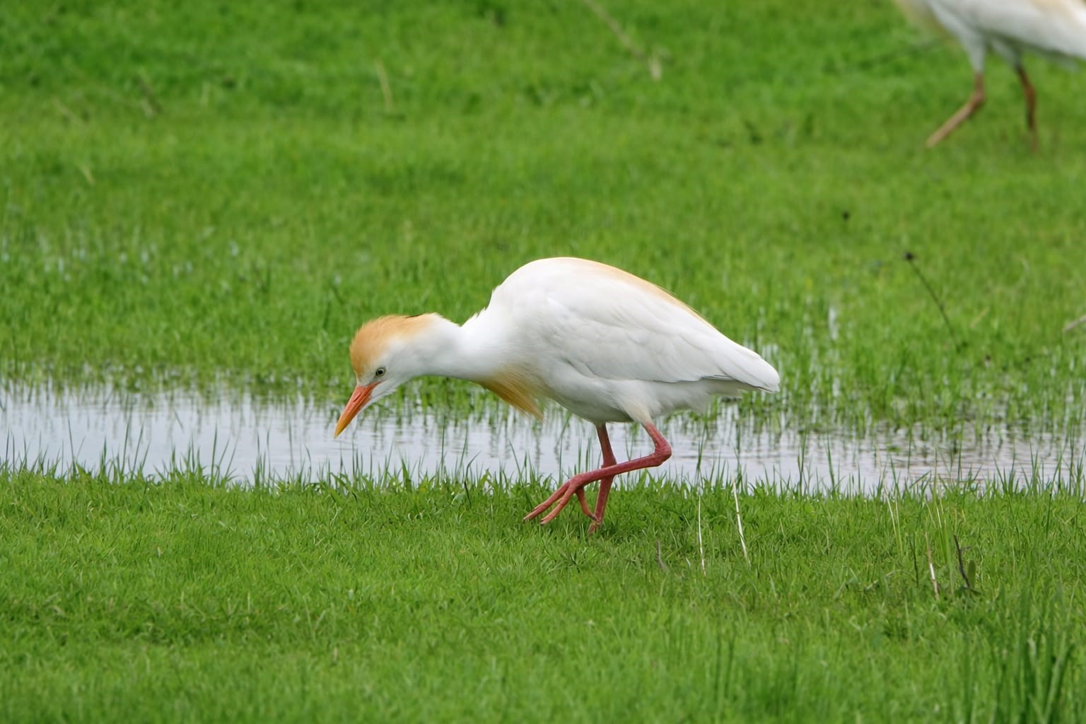 Göçmen kuşlar Muş Ovası’nı süsledi

