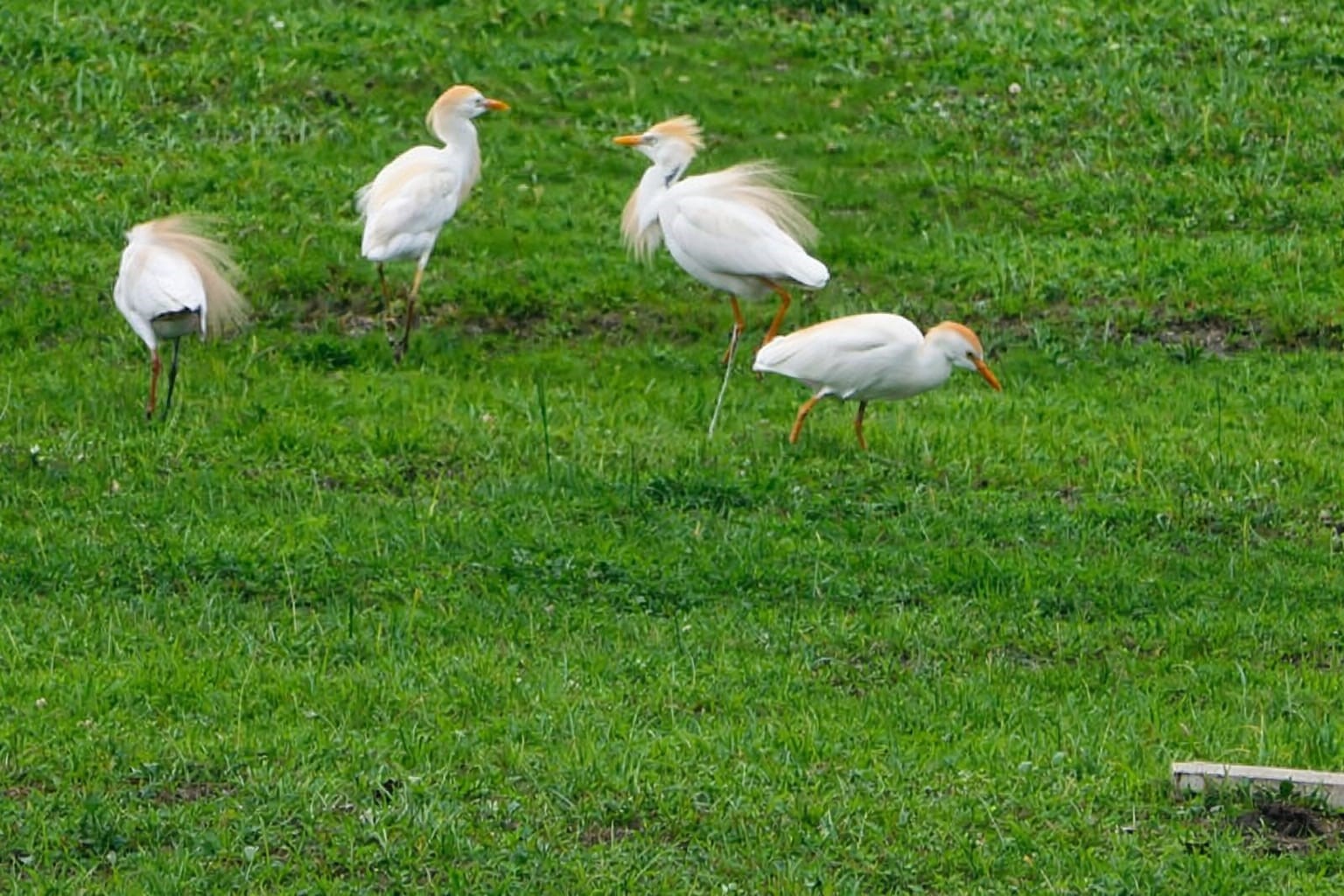Göçmen kuşlar Muş Ovası’nı süsledi
