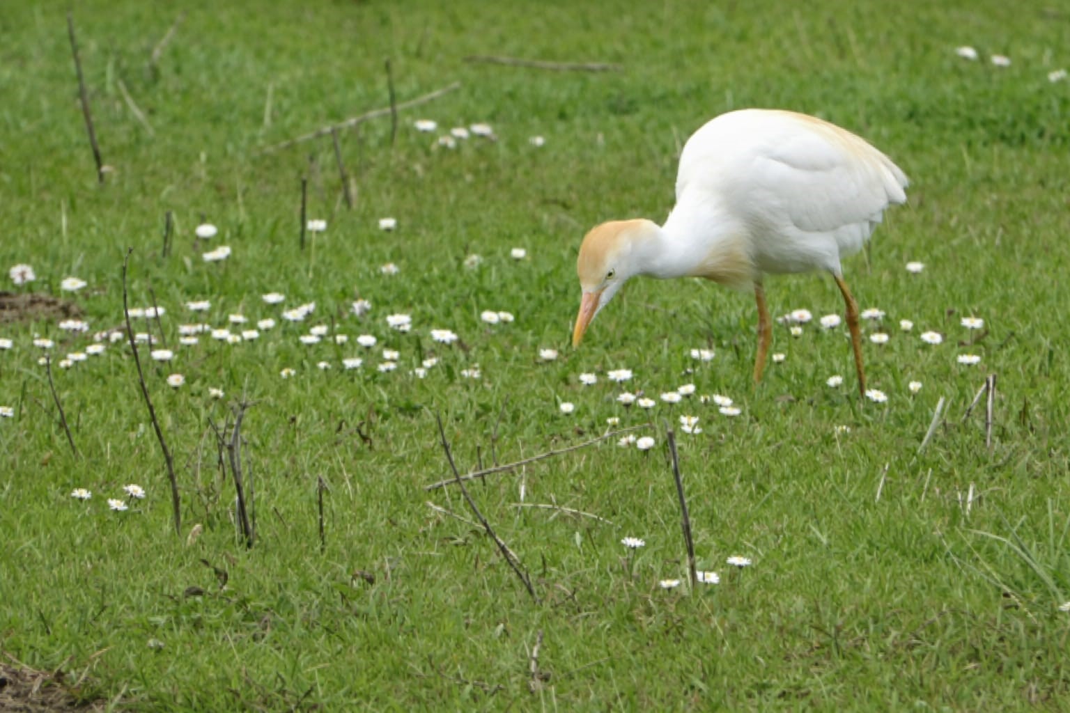Göçmen kuşlar Muş Ovası’nı süsledi
