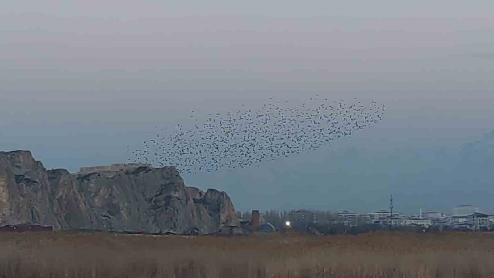 Gökyüzünde dans: Van Kalesi’nde sığırcık şöleni
