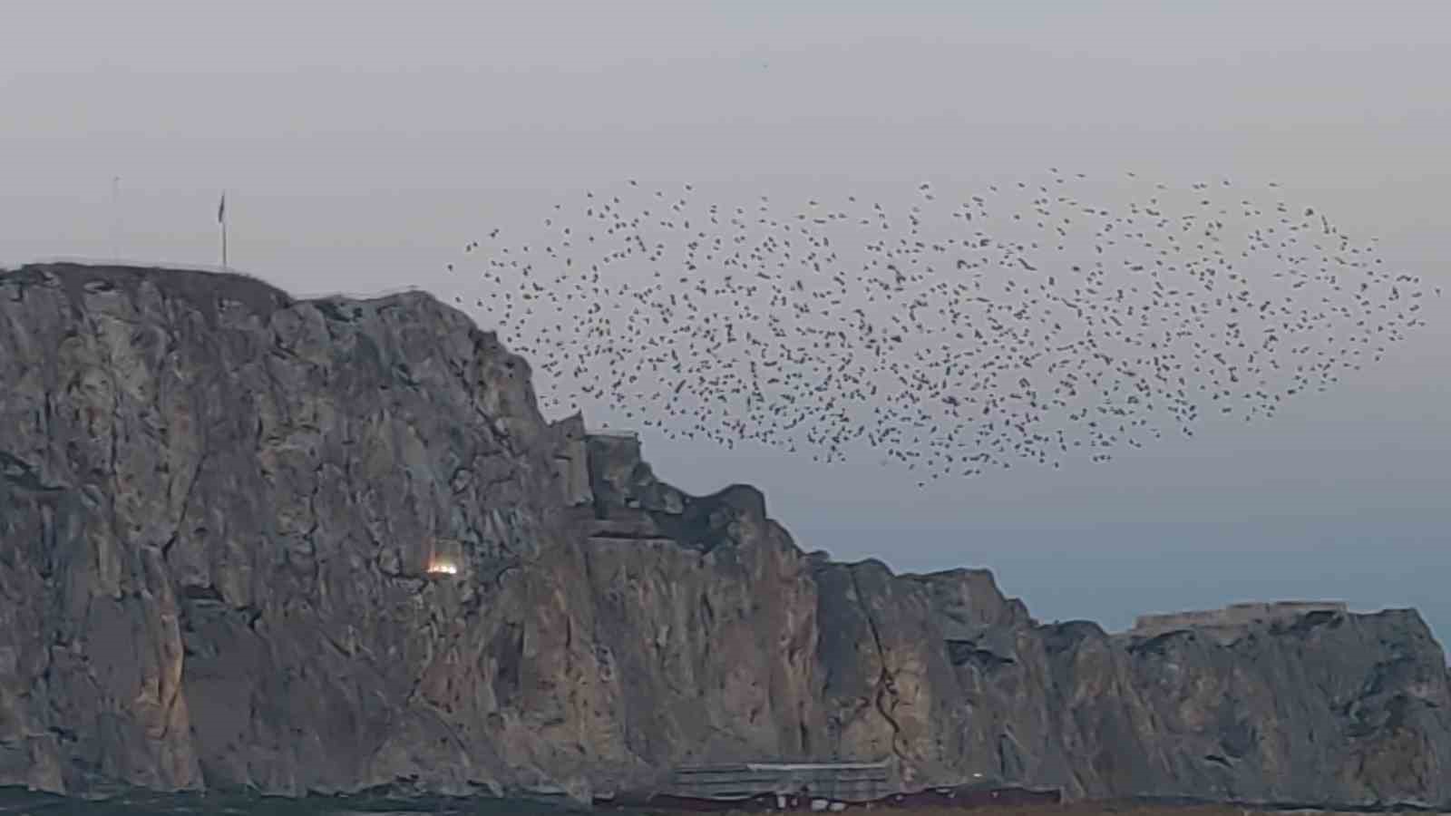 Gökyüzünde dans: Van Kalesi’nde sığırcık şöleni
