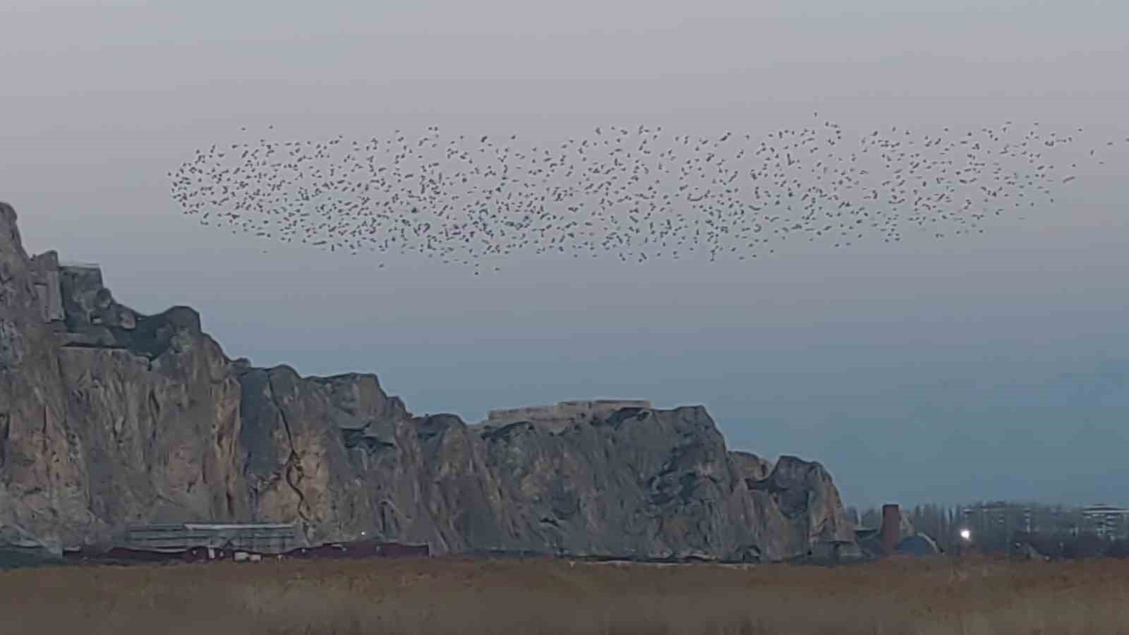 Gökyüzünde dans: Van Kalesi’nde sığırcık şöleni
