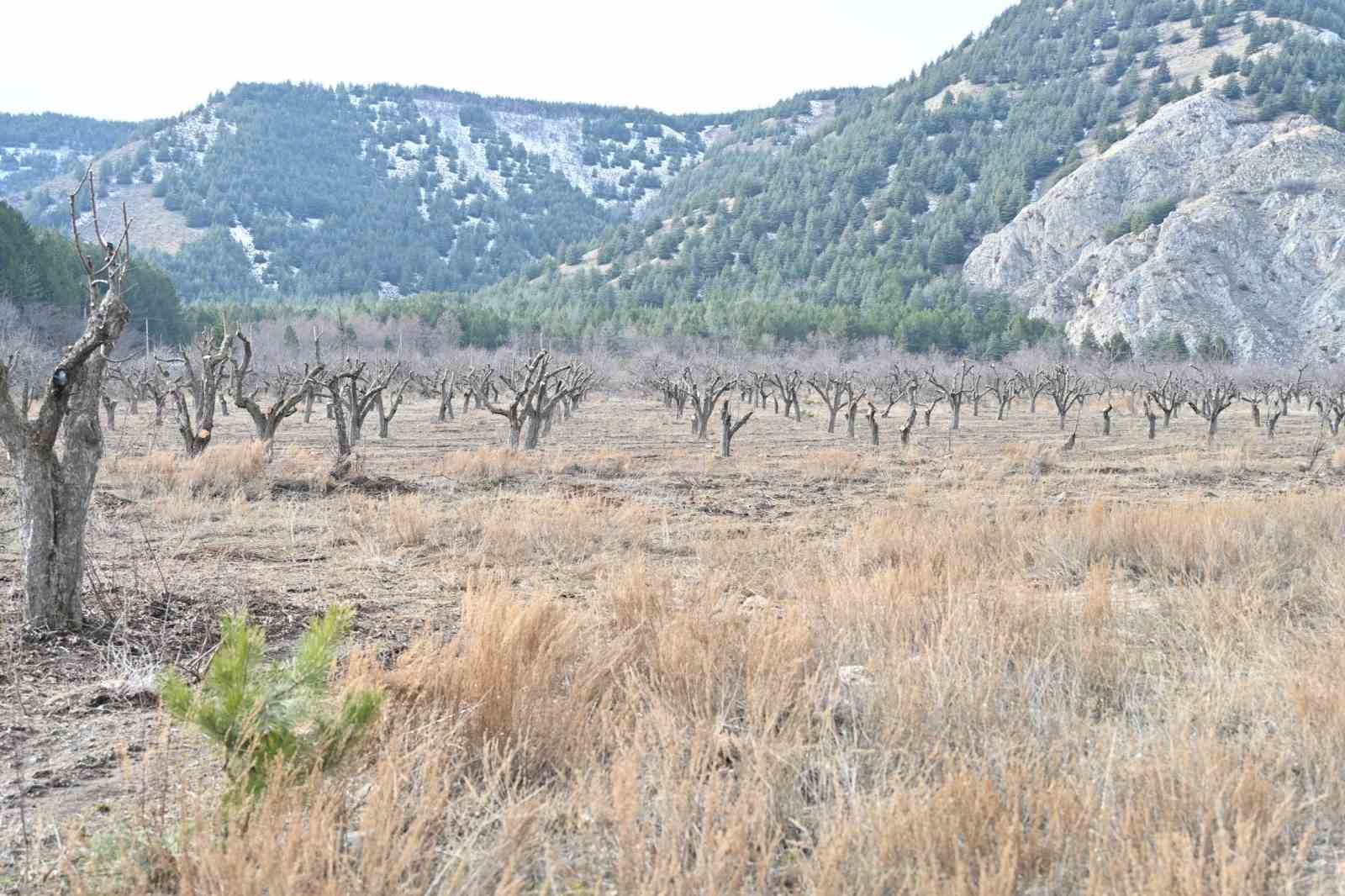 Gölcük Tabiat Parkı’nda elma bahçeleri yeniden üretime kazandırılıyor
