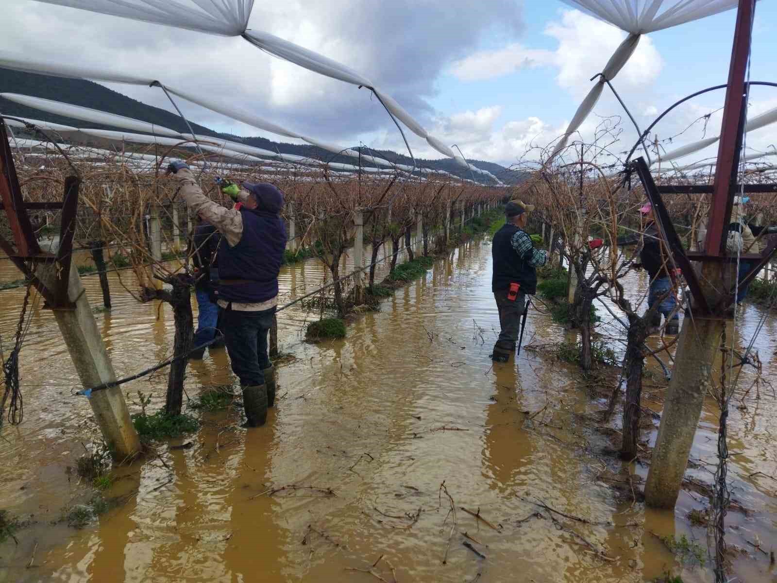 Göle dönen bağlarda budama mücadelesi
