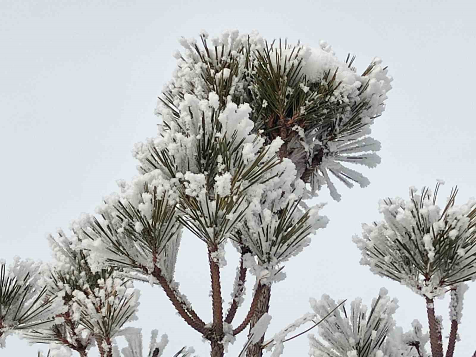 Göle ilçesi eksi 20 dereceyle dondu
