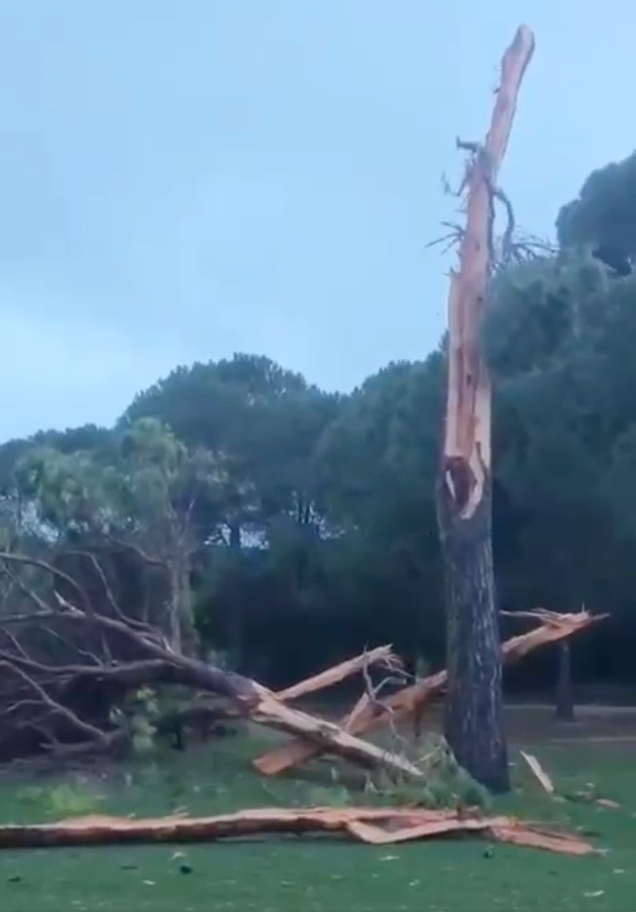 Golf sahasına düşen yıldırım ağacı parçalara ayırdı
