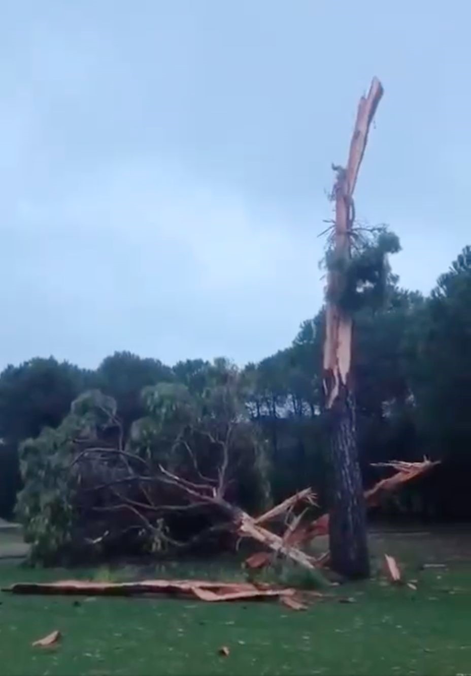 Golf sahasına düşen yıldırım ağacı parçalara ayırdı
