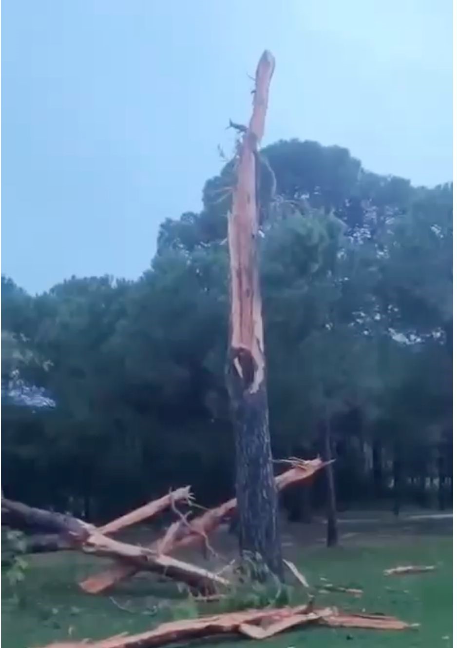 Golf sahasına düşen yıldırım ağacı parçalara ayırdı
