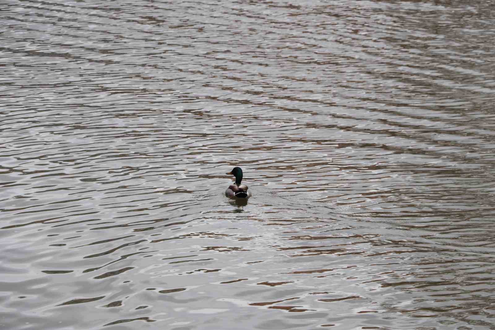 Gondolların yol arkadaşı ördekler oldu
