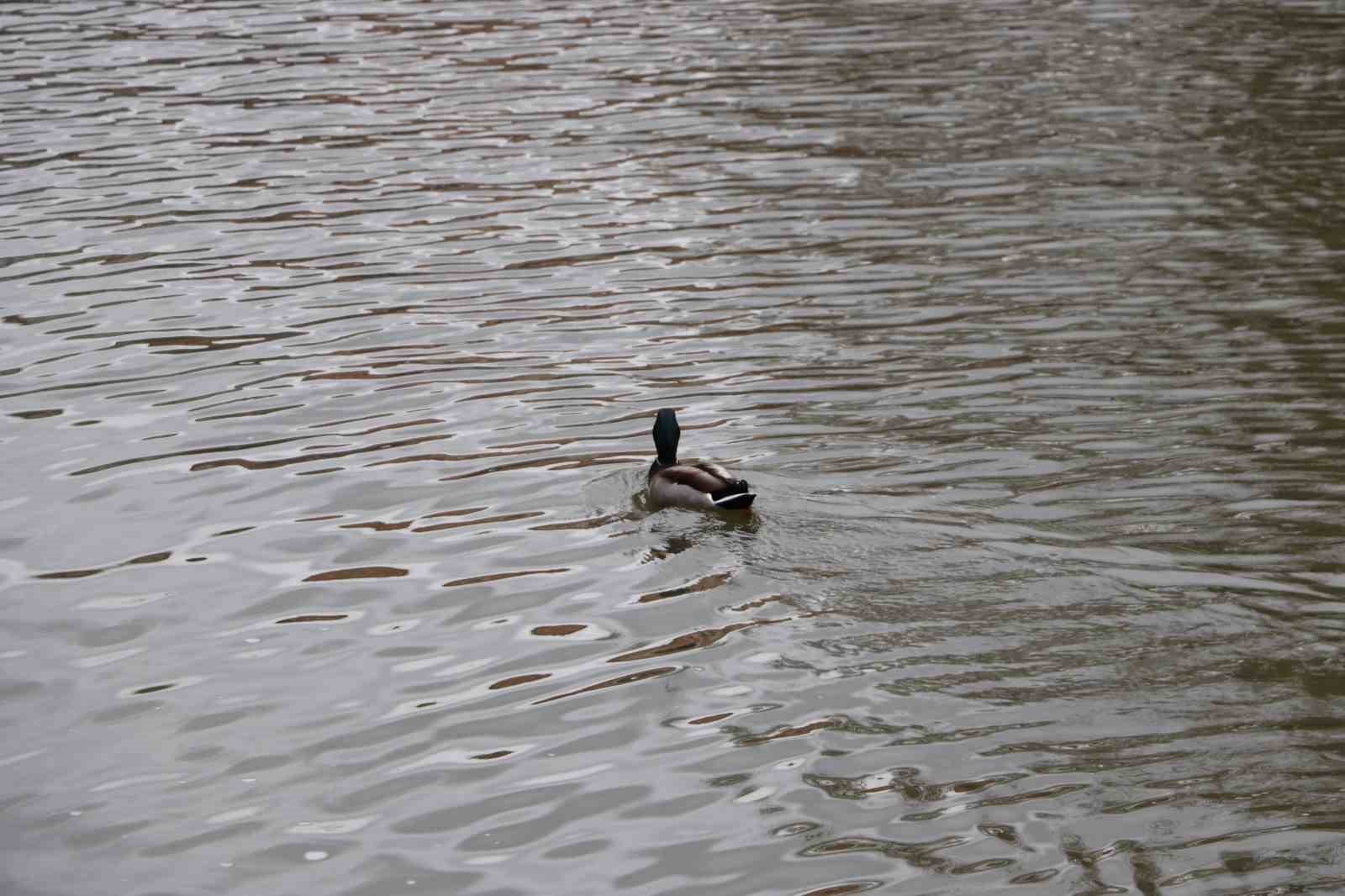 Gondolların yol arkadaşı ördekler oldu
