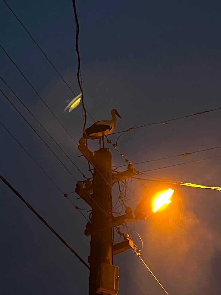 Gönen Dereköy’de leylek yapay yuvayı reddetti, eski yerine dönmek istiyor
