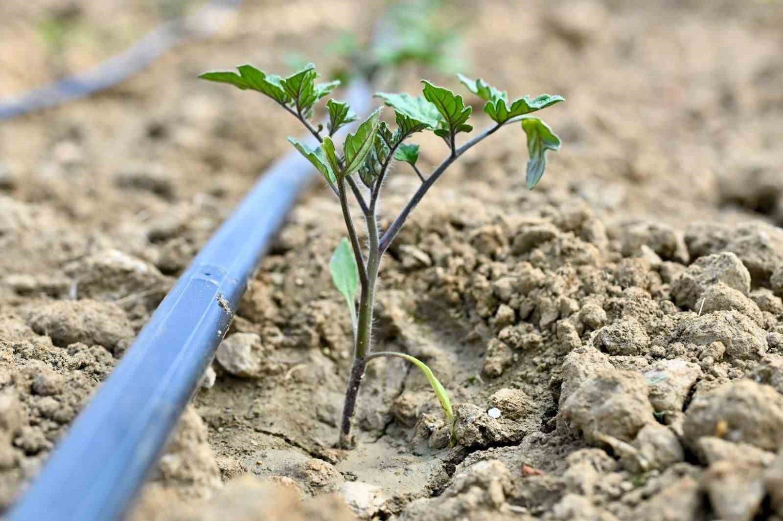 Gördes’te 73 bin domates fidesi toprakla buluşuyor
