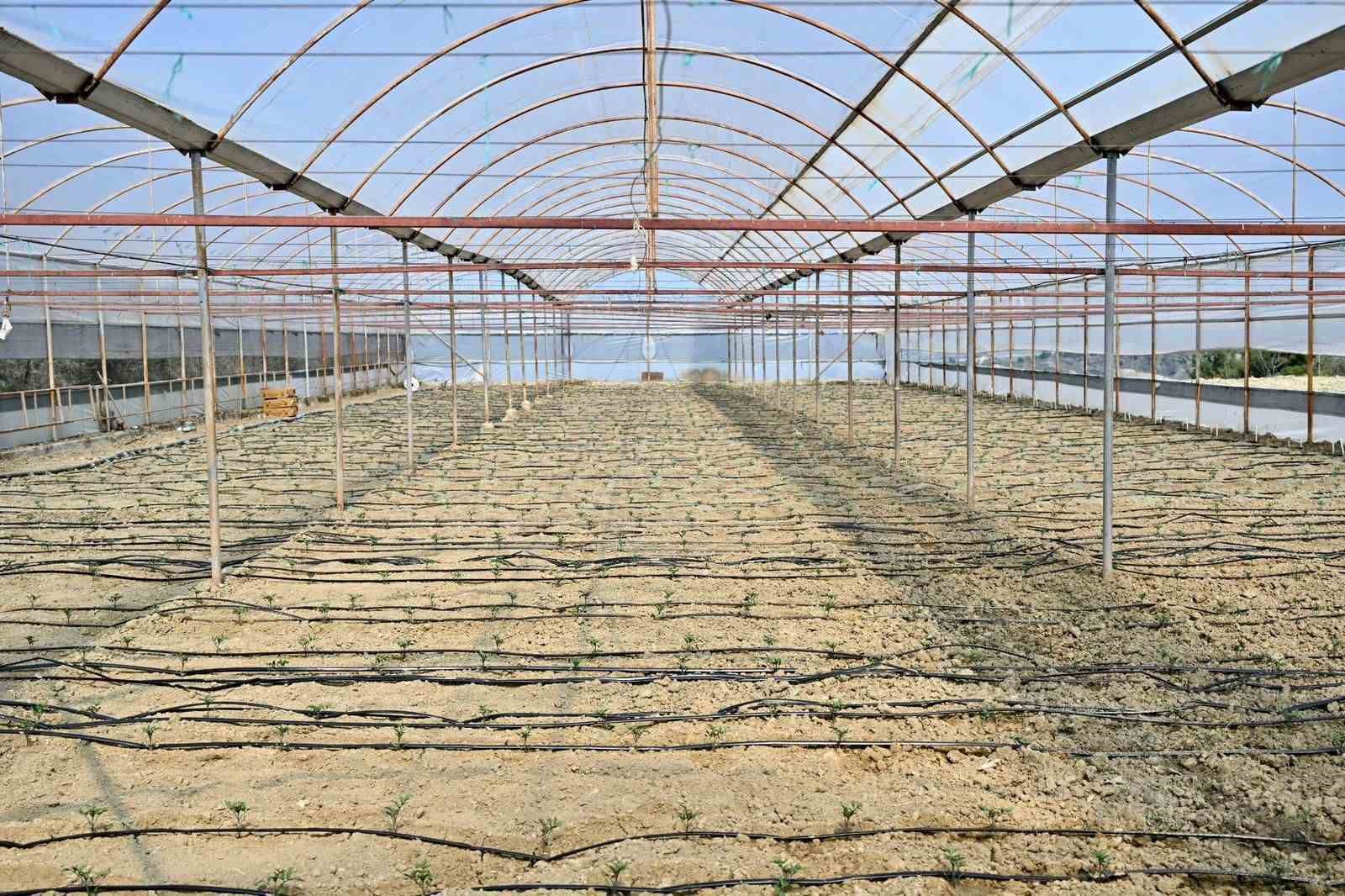 Gördes’te 73 bin domates fidesi toprakla buluşuyor
