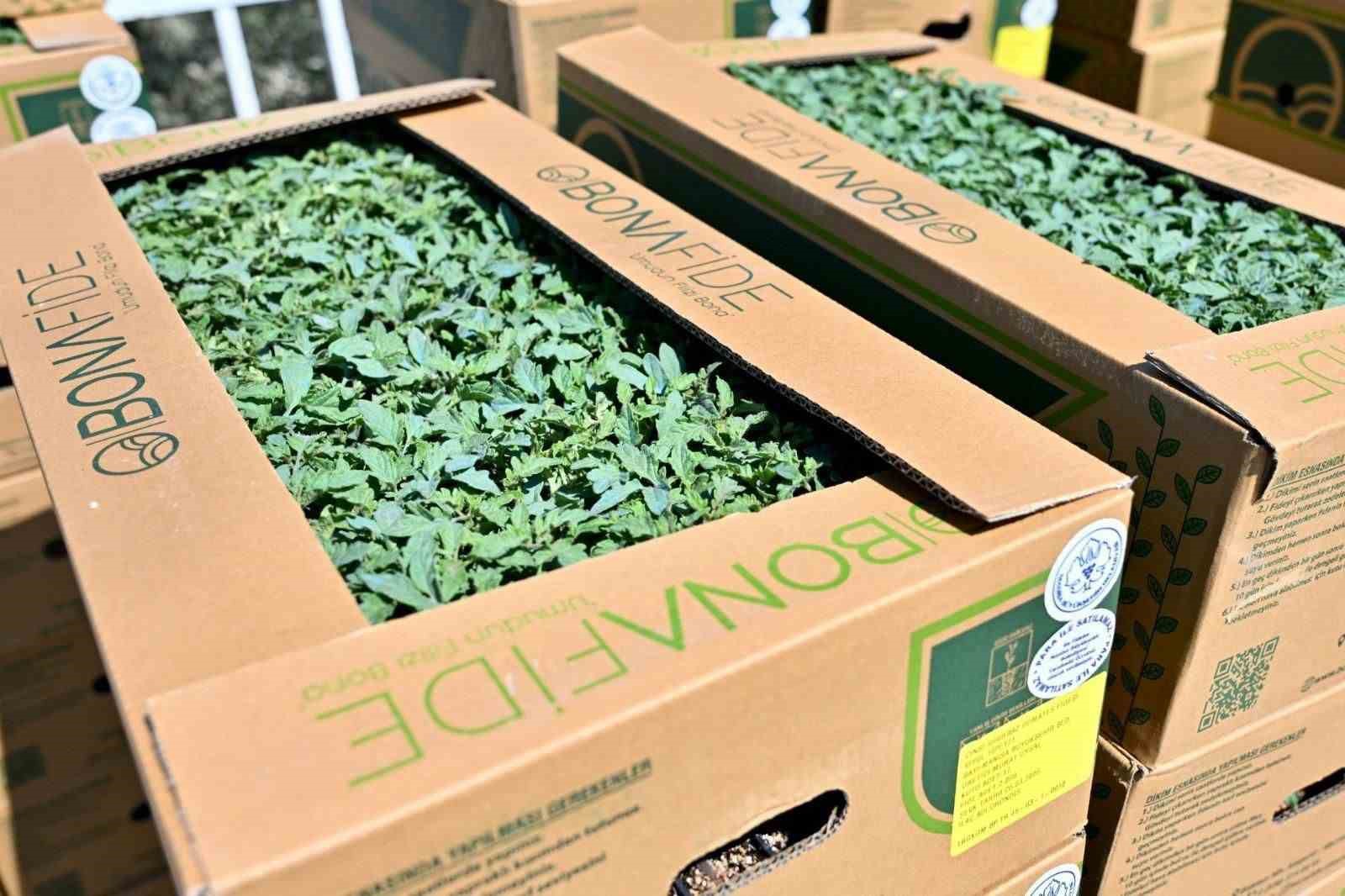 Gördes’te 73 bin domates fidesi toprakla buluşuyor
