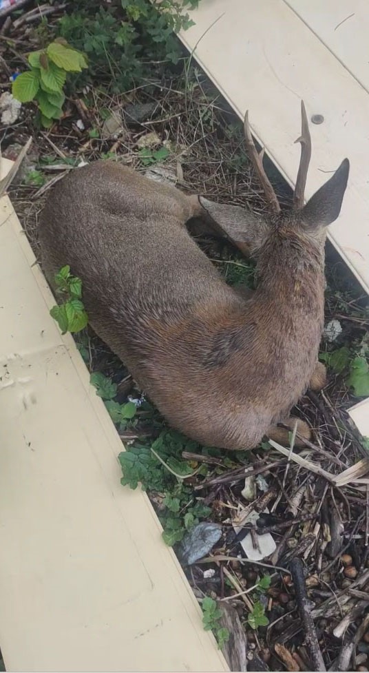 Görele’de araçlara çarpan yaralı karaca derede bulundu
