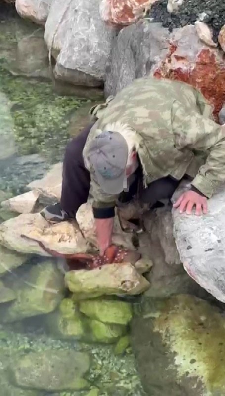 Görenler gözlerine inanamadı: Kayalıktaki dev ahtapotu elleriyle avladı
