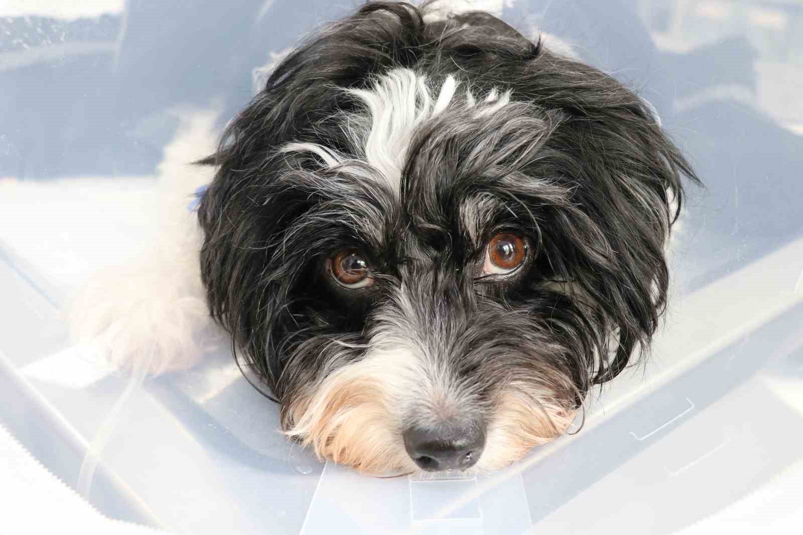 Görenler gözlerine inanamadı: Köpeğin karnından 140 taş çıktı
