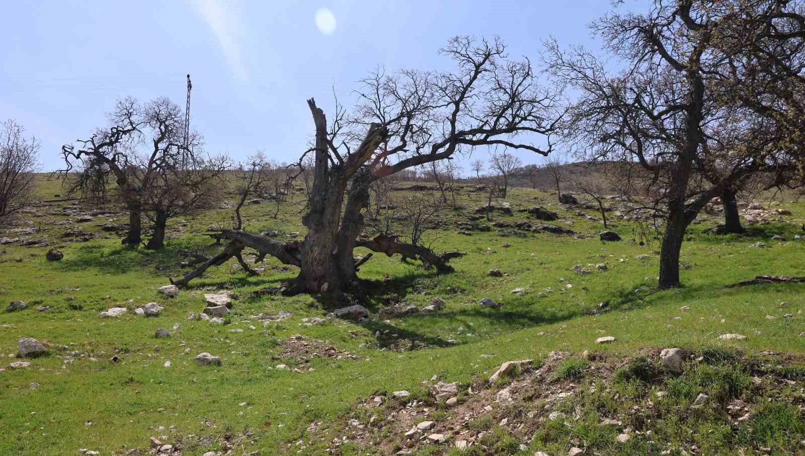 Gülistan Doku’nun ilk gömüldüğü iddiaya edilen yer havadan görüntülendi
