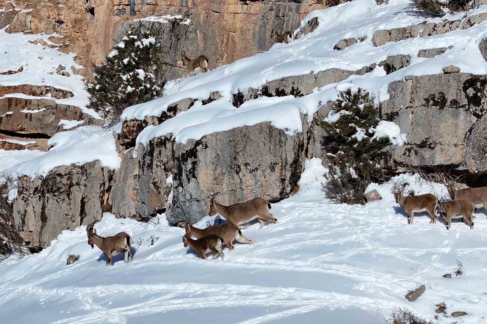 Gümüşhane’de aç kalan yaban hayvanları için seferberlik
Gümüşhane’de aç kalan yaban hayvanları için seferberlik