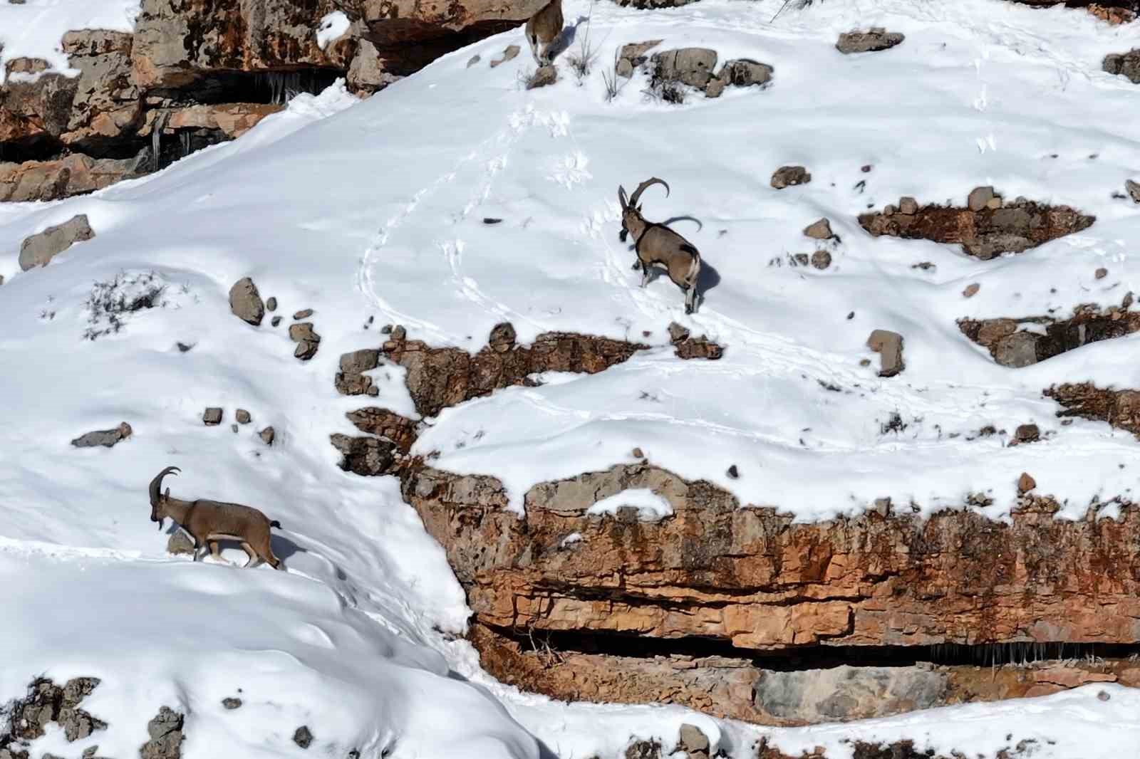 Gümüşhane’de aç kalan yaban hayvanları için seferberlik
Gümüşhane’de aç kalan yaban hayvanları için seferberlik
