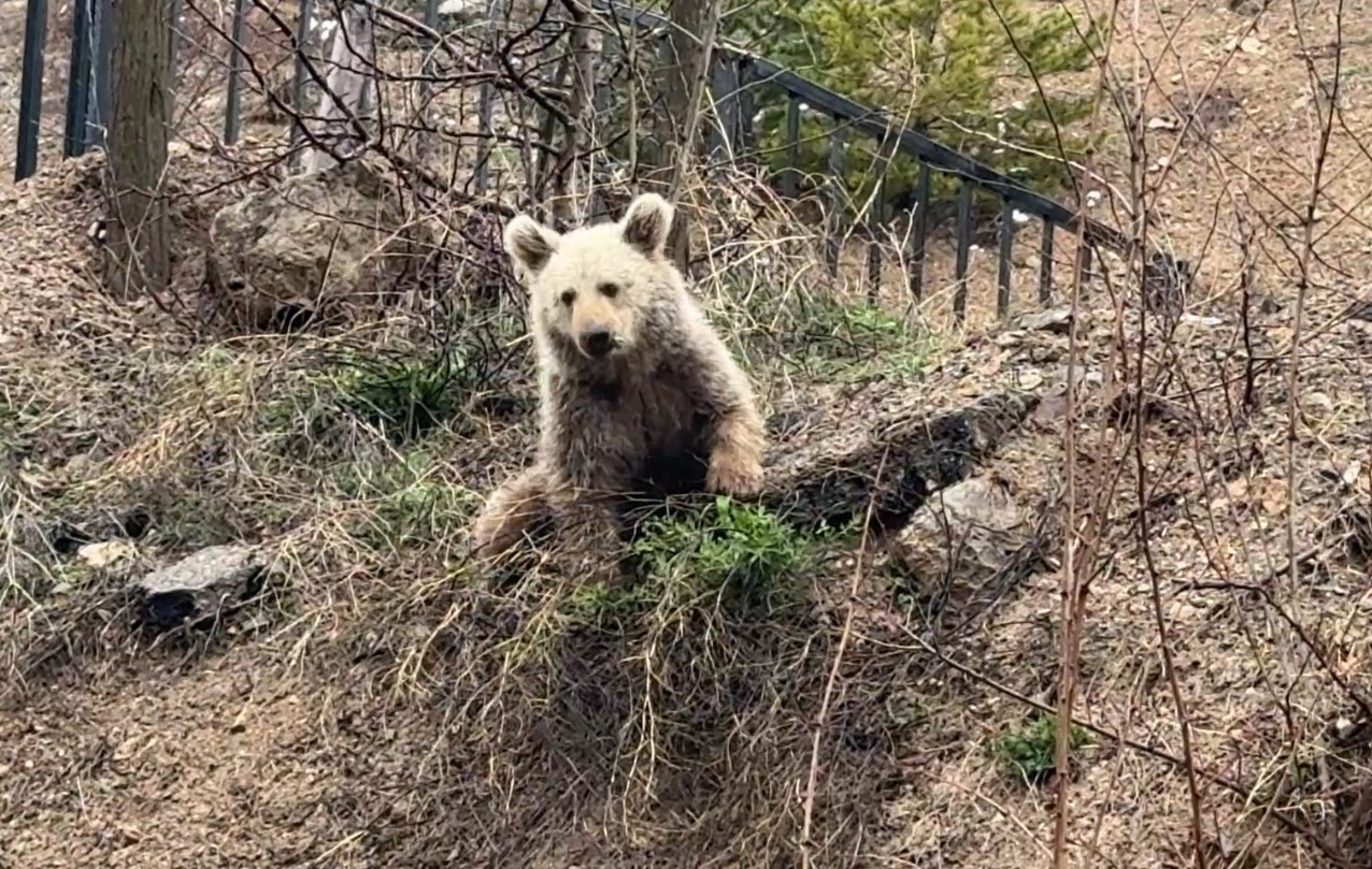 Gümüşhane’de aç kalan yavru ayıyı elleriyle beslediler
