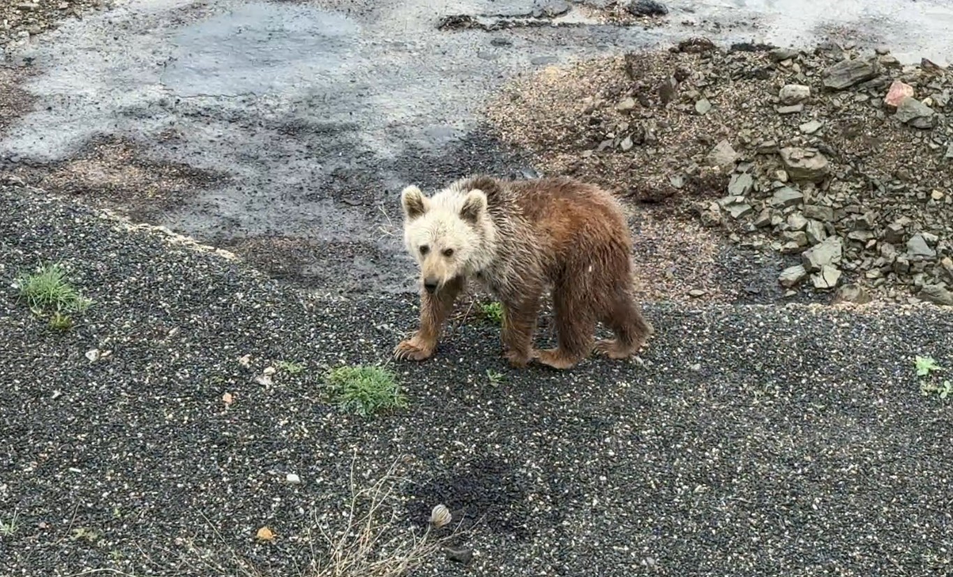 Gümüşhane’de aç kalan yavru ayıyı elleriyle beslediler
