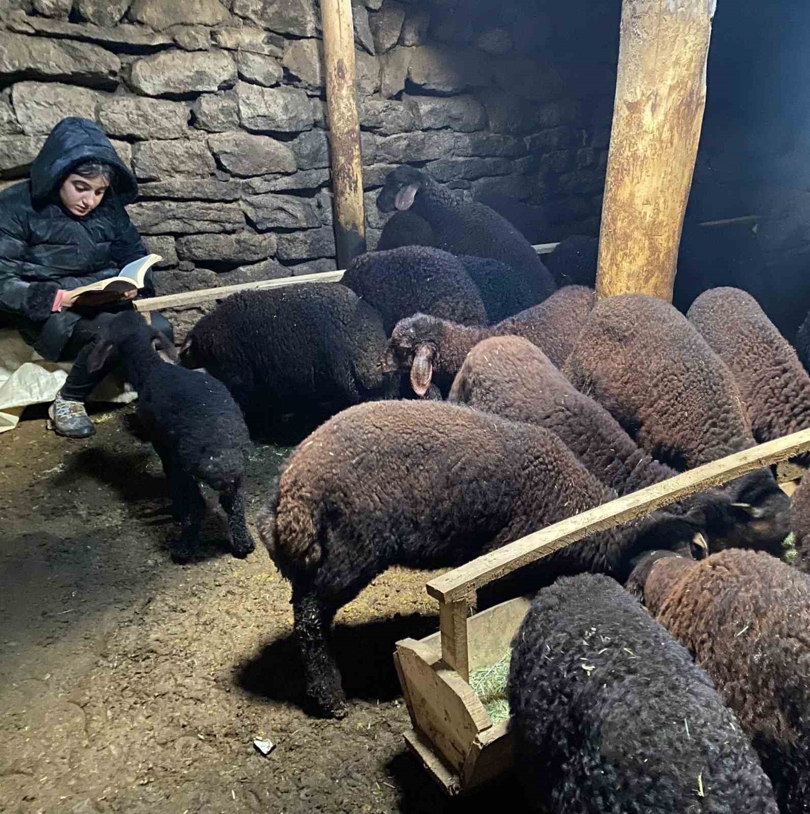 Gündüz hayvan bakıyor gece hayalleri için çalışıyor
