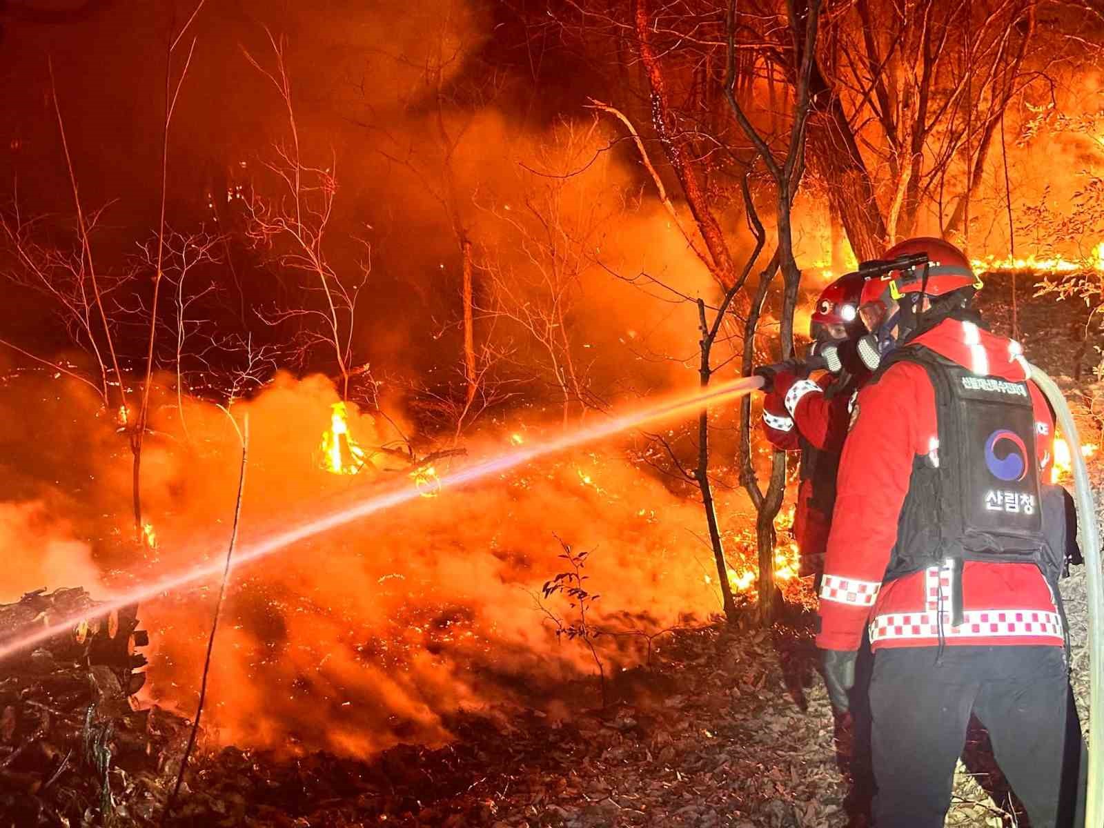 Güney Kore’de orman yangını: 200 futbol sahası büyüklüğünde alan küle döndü
