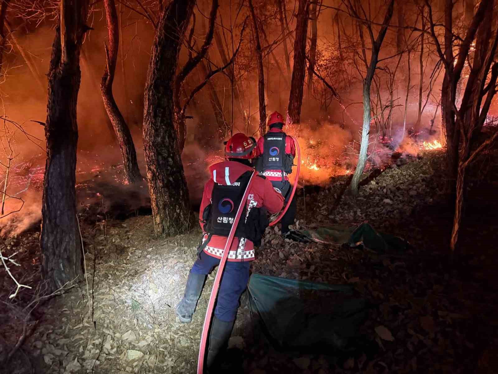 Güney Kore’de orman yangını: 200 futbol sahası büyüklüğünde alan küle döndü
