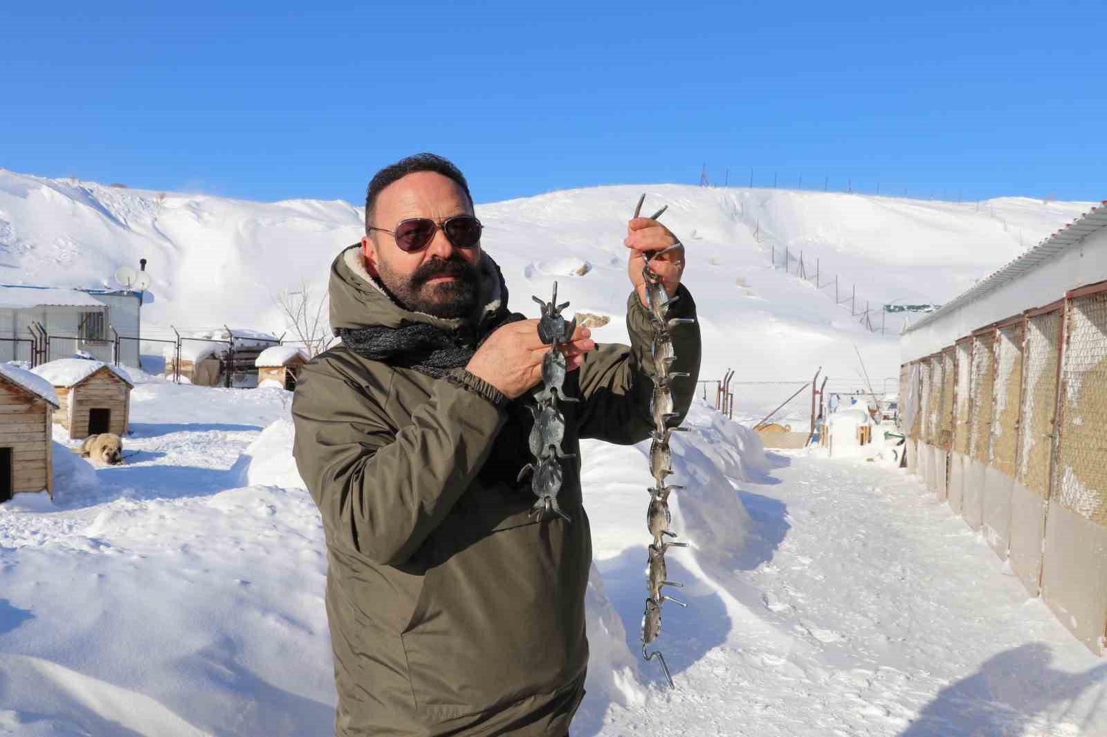 Gürün çengeli Kangal köpeklerine can simidi oluyor
