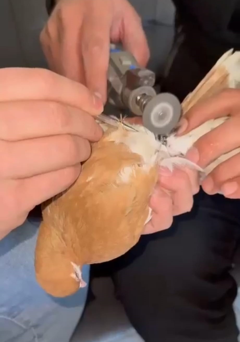 Güvercinin ayağına dolanan demir bilezik itfaiye ekibince çıkartıldı
